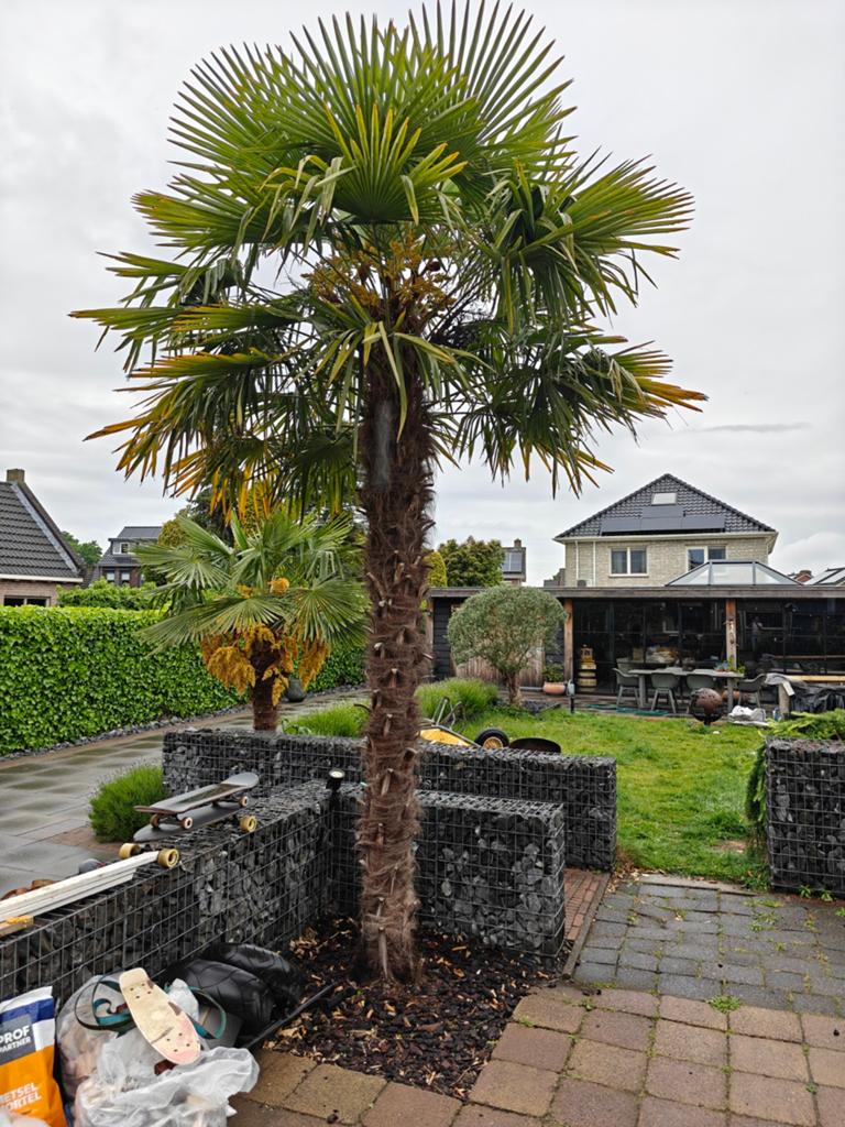 Grote palm, Tuin en Terras, Planten | Bomen, 100 tot 250 cm, Zomer, Palmboom, Ophalen