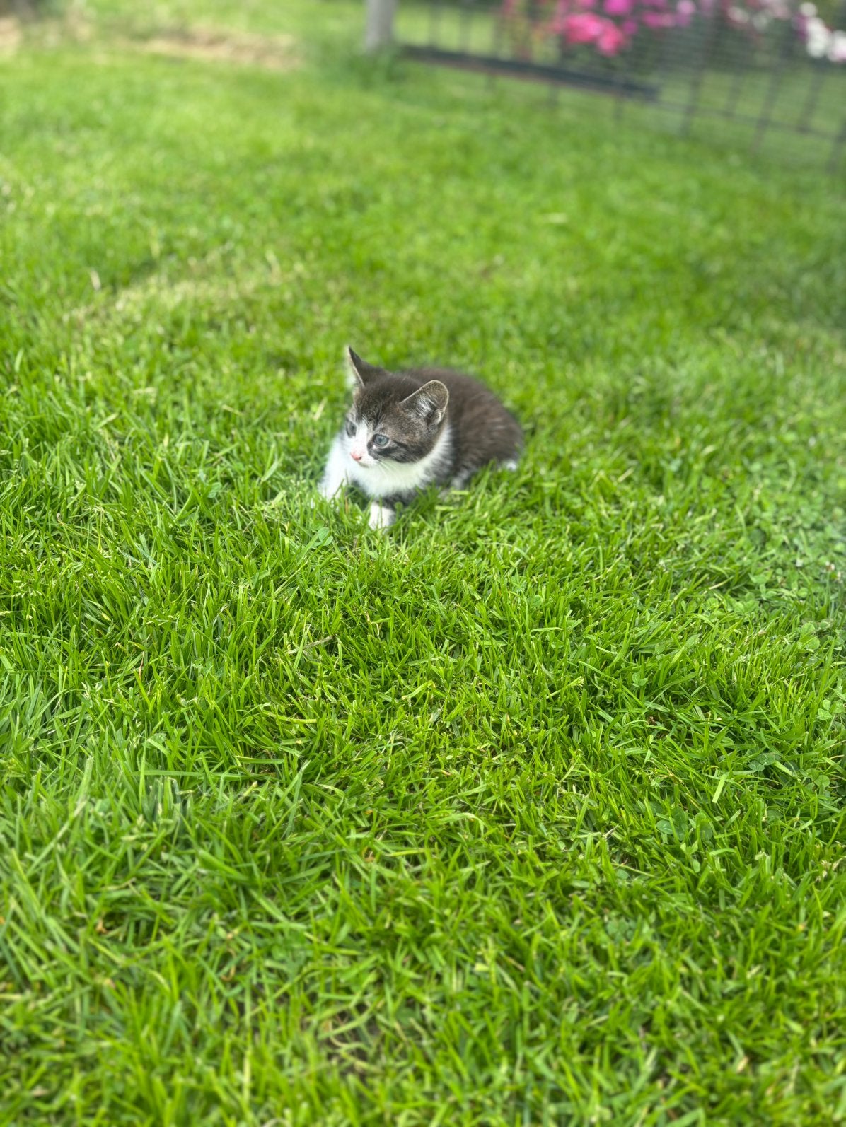Boerderij kitten te koop, Kater