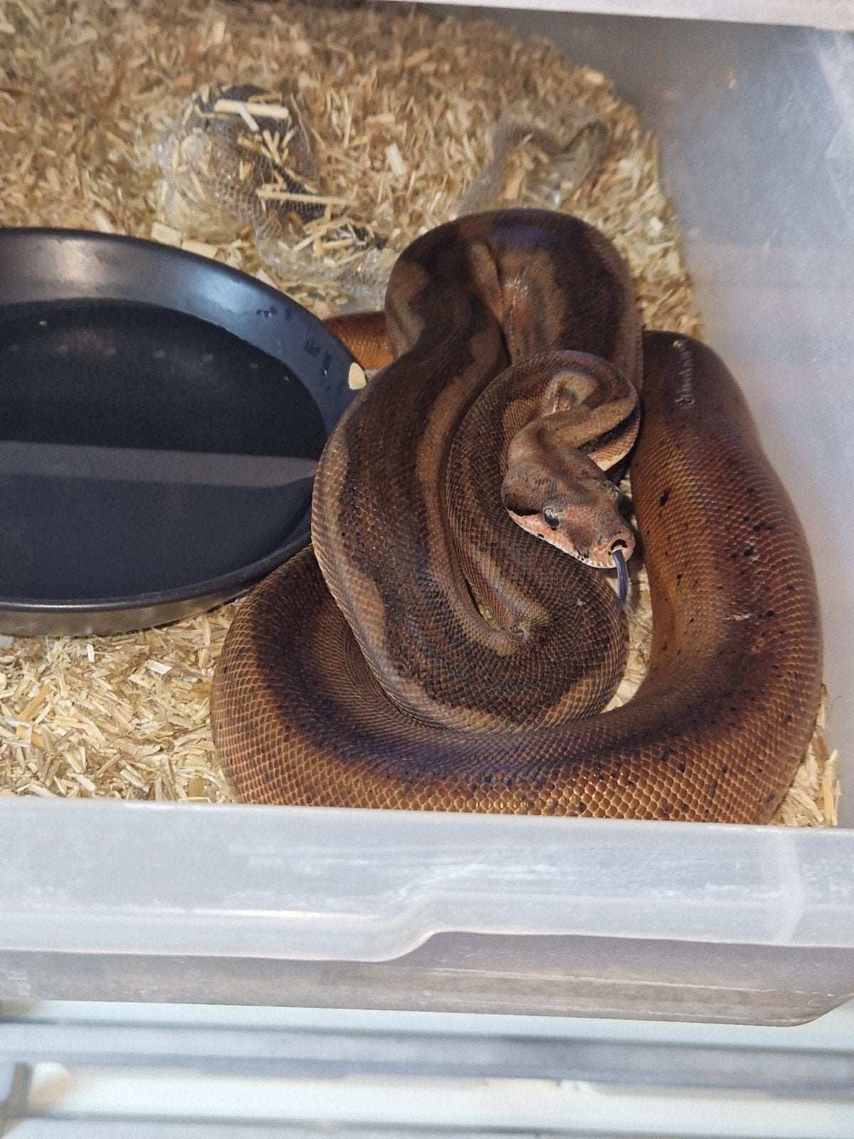 hypo jungles koppel boa