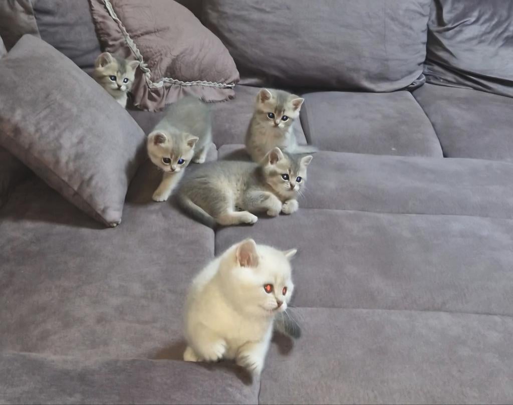 britse korthaar kittens, Dieren en Toebehoren, Katten en Kittens | Raskatten | Korthaar, Ontwormd