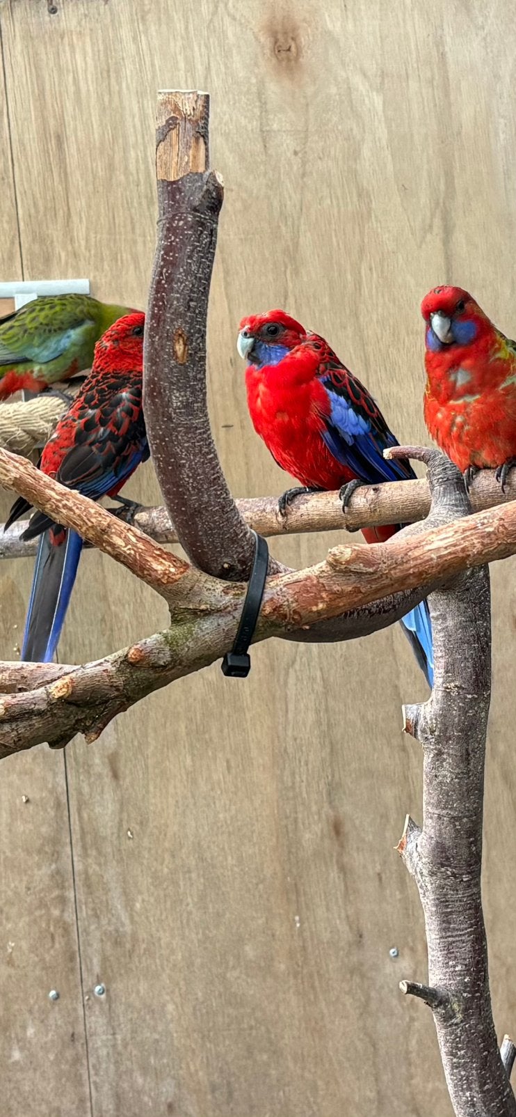 Jonge penant rosellas, Dieren en Toebehoren, Meerdere dieren
