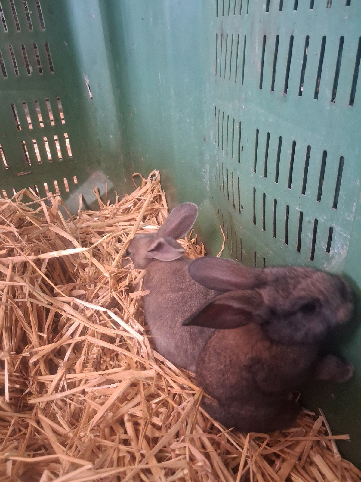 Mooie Jonge Vlaamse reuzen., Dieren en Toebehoren, Konijnen, Meerdere dieren, Groot