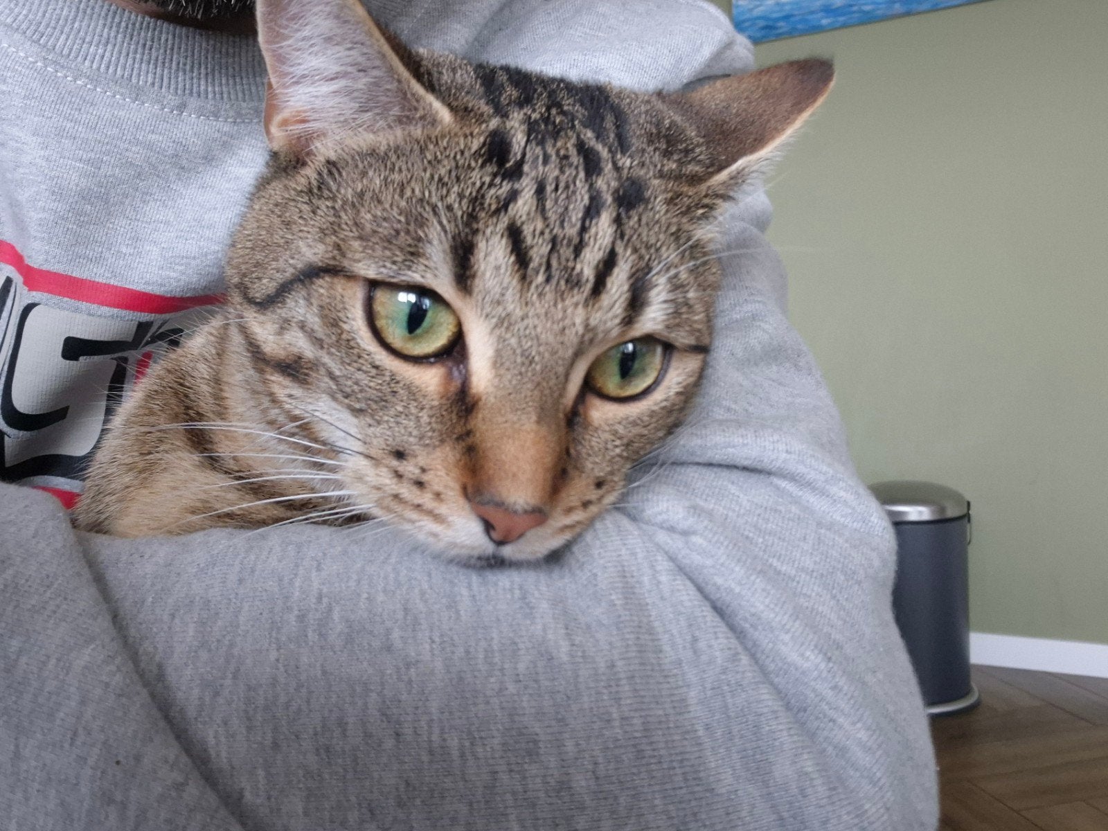 Kruising Bengaal met Europese Korthaar, Dieren en Toebehoren, Katten en Kittens | Overige Katten, Poes, Kortharig, 0 tot 2 jaar