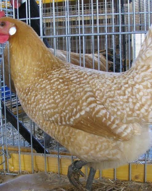 LEGHENNEN RAS FRIESHOEN GEELWIT GEPELD, Vrouwelijk, Kip