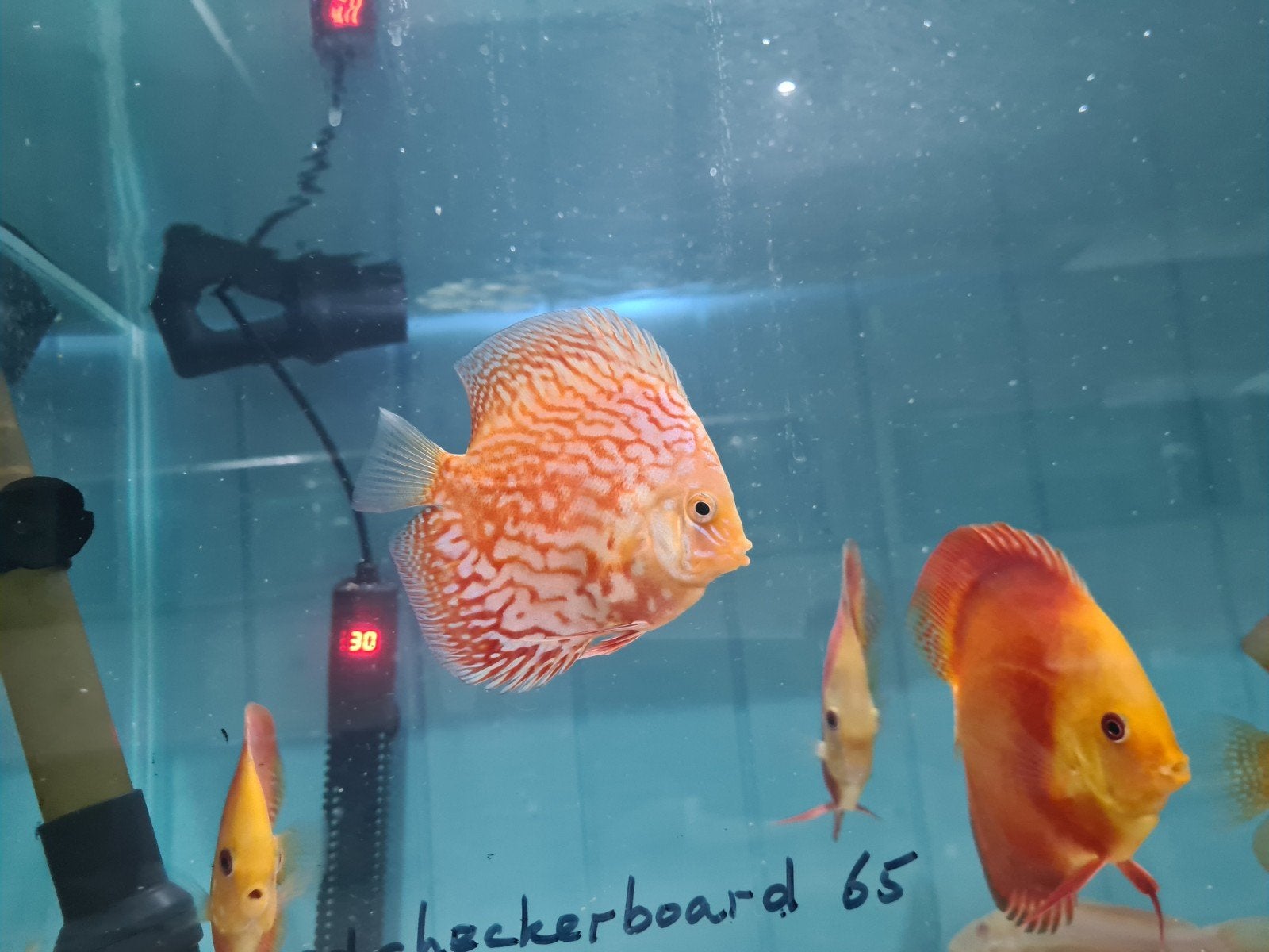 Snow Checkerboard Discus, Dieren en Toebehoren, Vis, Zoetwatervis