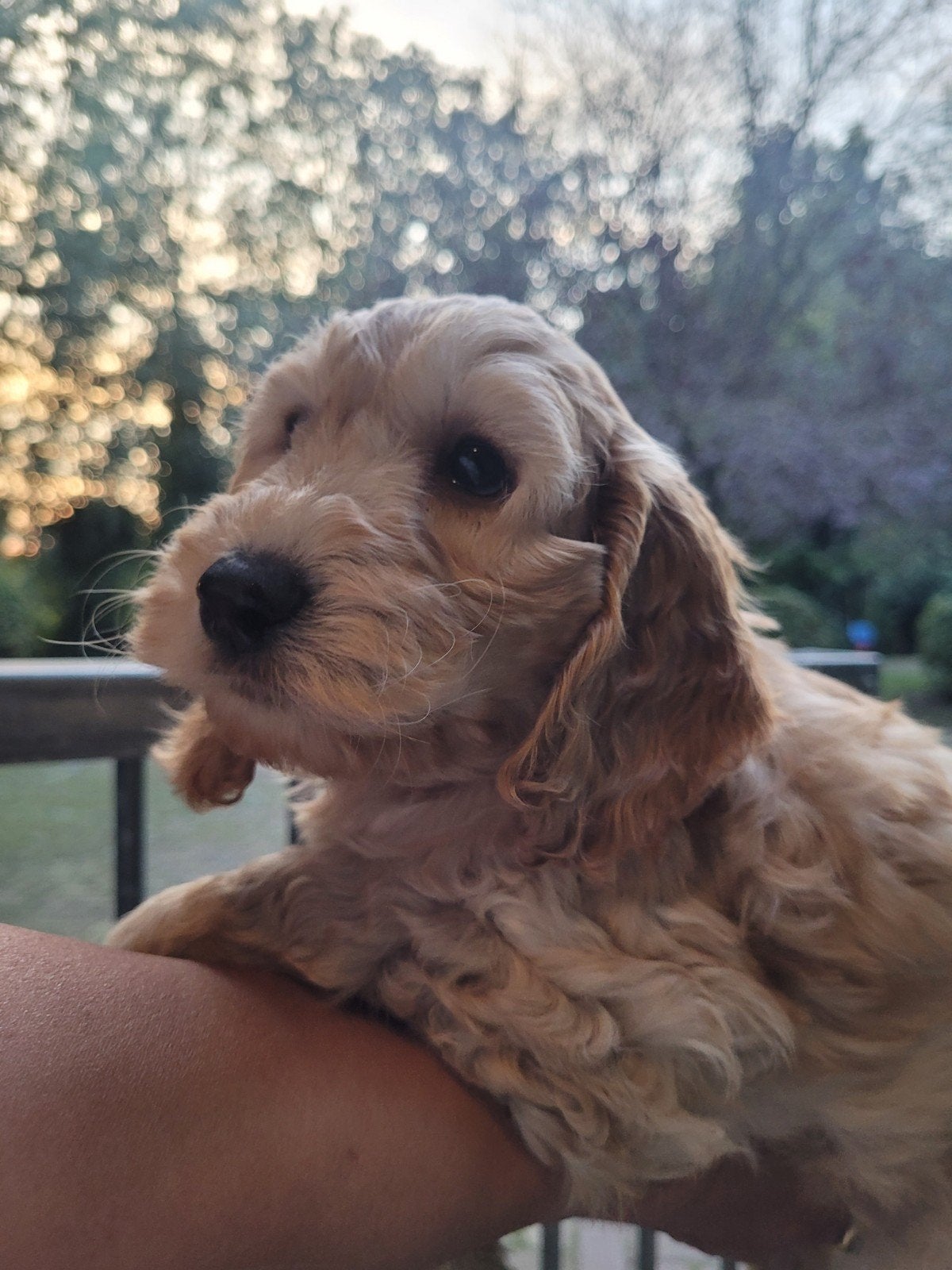Cockapoo f1 nog 1 reu  BEIDE OUDERS GETEST, Dieren en Toebehoren, Overige rassen, 8 tot 15 weken, Meerdere dieren, Eén hond