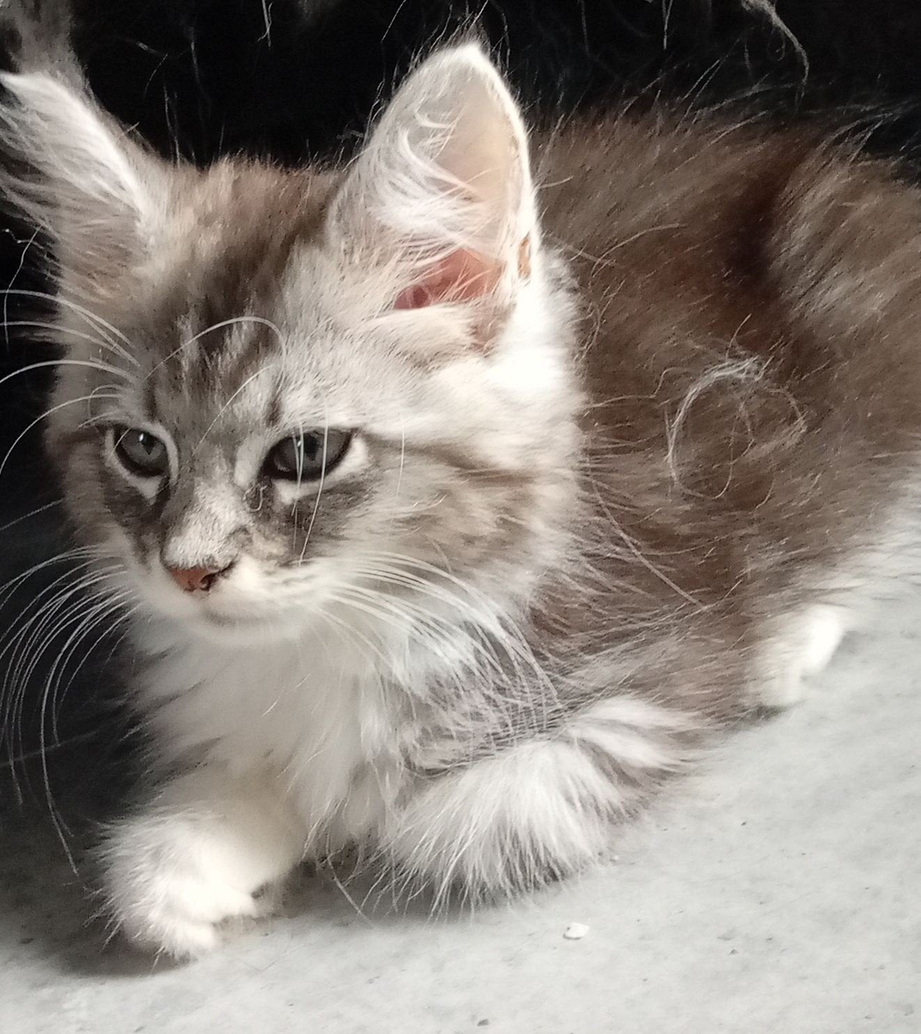 Maine Coon kittens XL langharig klaar voor vertrek, Dieren en Toebehoren, Meerdere dieren, Ontwormd, 0 tot 2 jaar