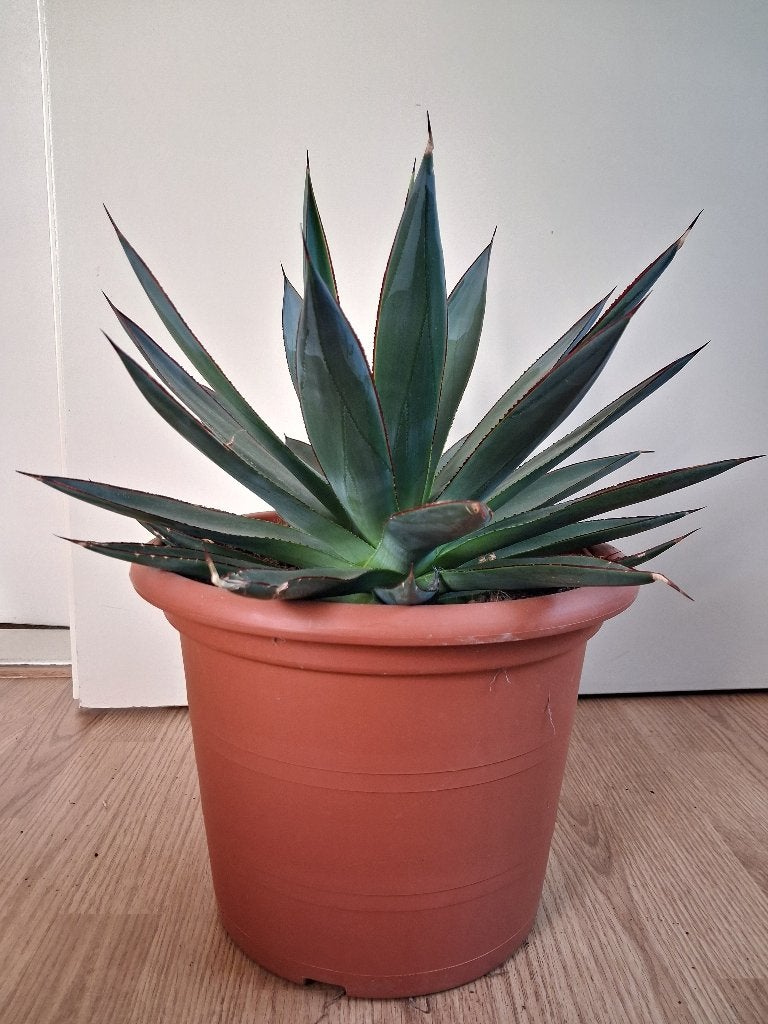 Agave Shaka Zulu - Agave / Eeuwplant H: 54 cm., Huis en Inrichting, Ophalen, Vetplant, Minder dan 100 cm, Volle zon