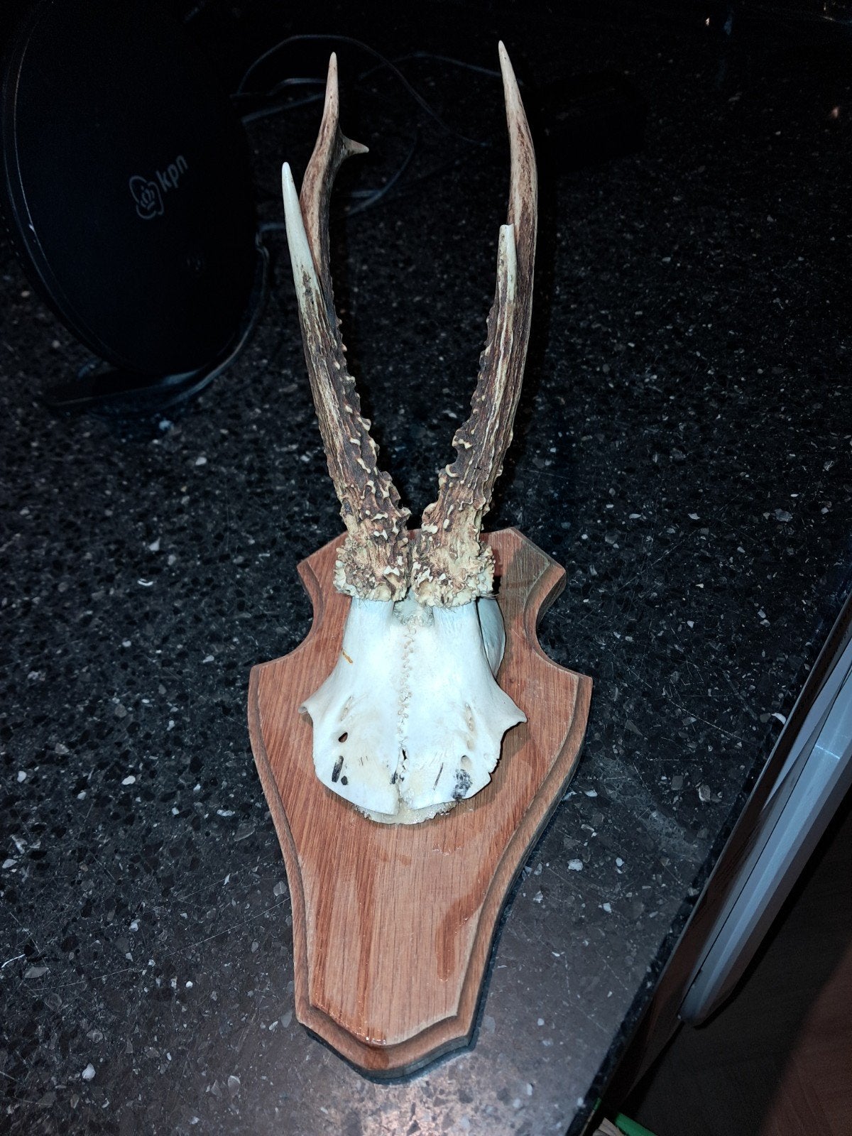 Reeëngewei op schild - Mooie decoratie, Ophalen of Verzenden, Gebruikt, Hert, Gewei of Kop