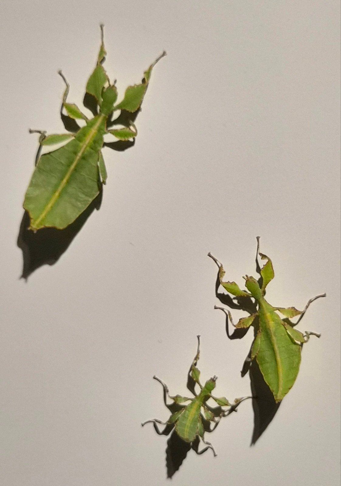 Cryptophyllium limogesi wandelend blad, Dieren en Toebehoren, Wandelende tak