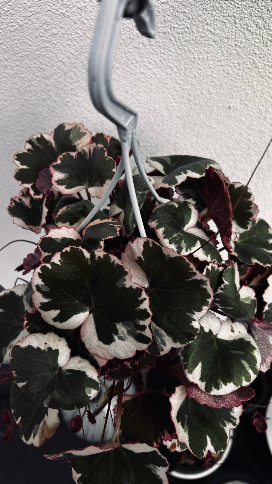 Saxifraga Stolonifera Tricolor, Ophalen, Halfschaduw, Minder dan 100 cm