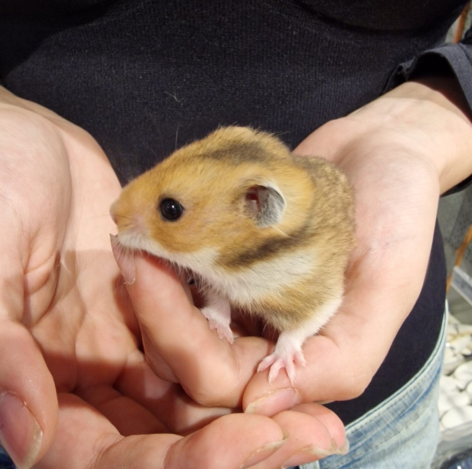 Foto 4 van Syrische hamsters super lief en super tam.