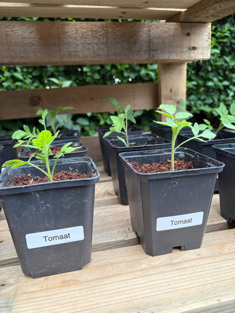 Bio tomaten plantjes, Tuin en Terras, Ophalen, Eenjarig, Overige soorten, Halfschaduw