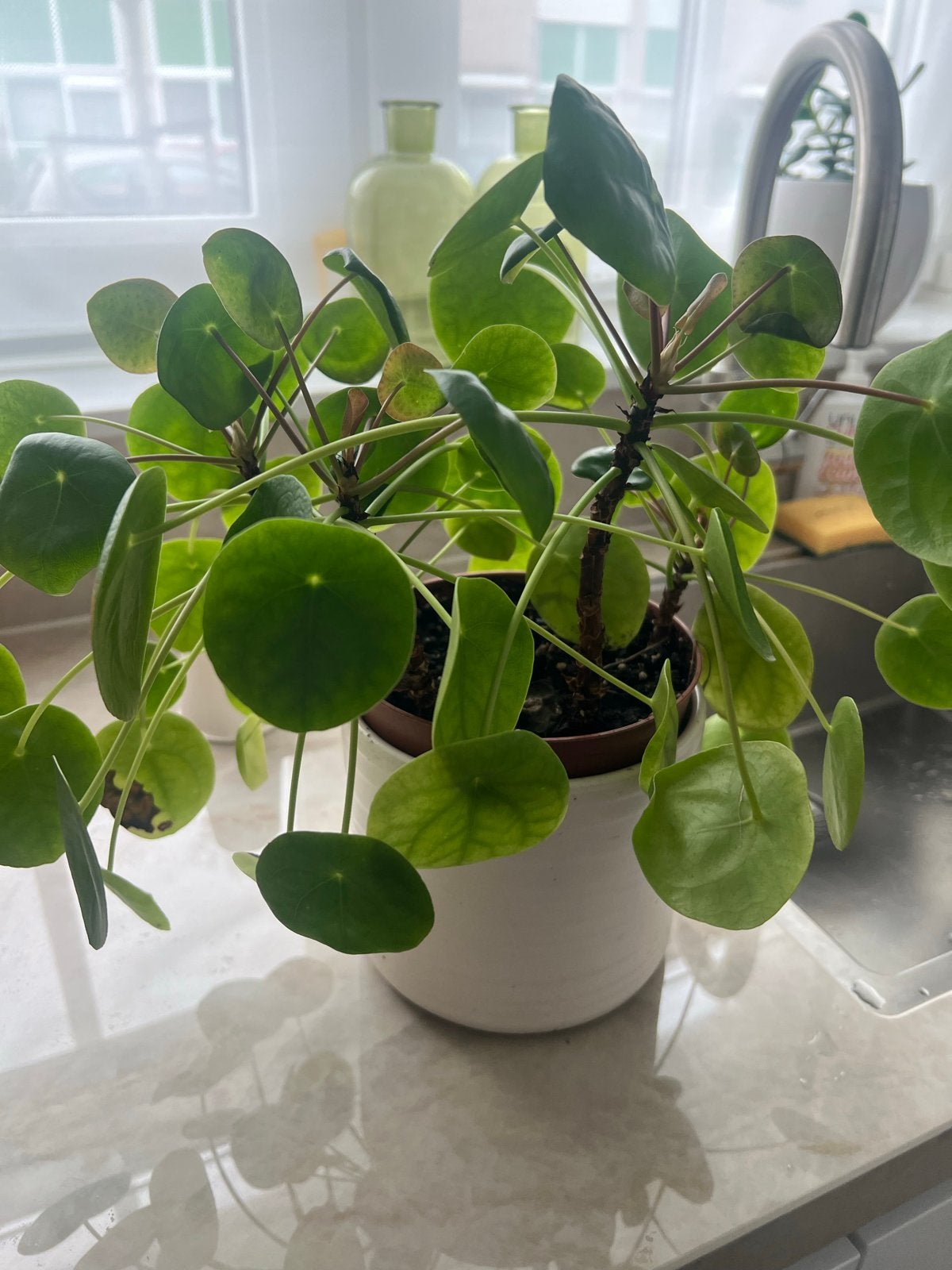 Pannenkoekenplant (Pilea Peperomioides) in pot, Overige soorten, In pot, Minder dan 100 cm, Groene kamerplant