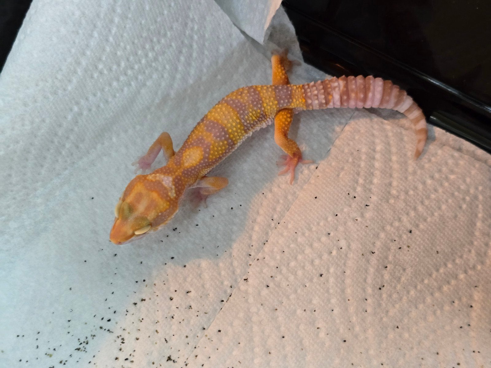 Diversen jonge luipaardgekko's in prachtige kleuren Leopard Gecko - unknown for sale from LOST TREASURES