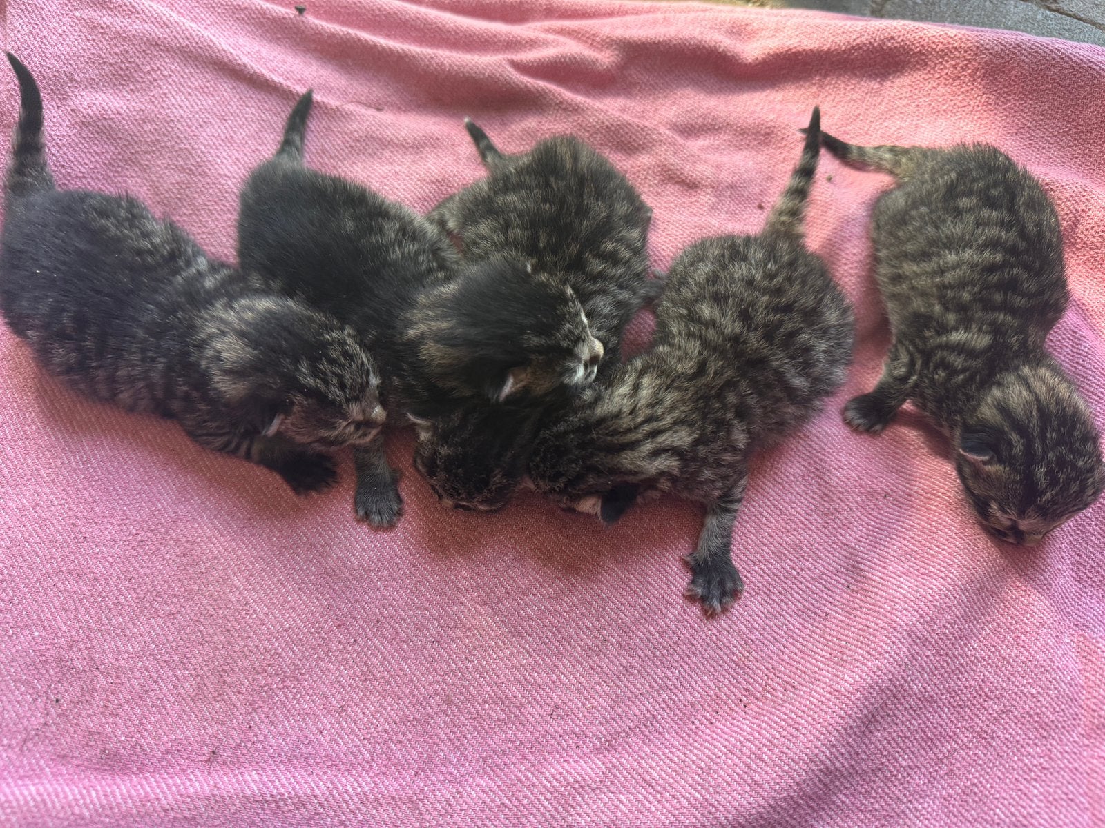 Te koop super mooie kittens, Dieren en Toebehoren, Meerdere dieren, Ontwormd