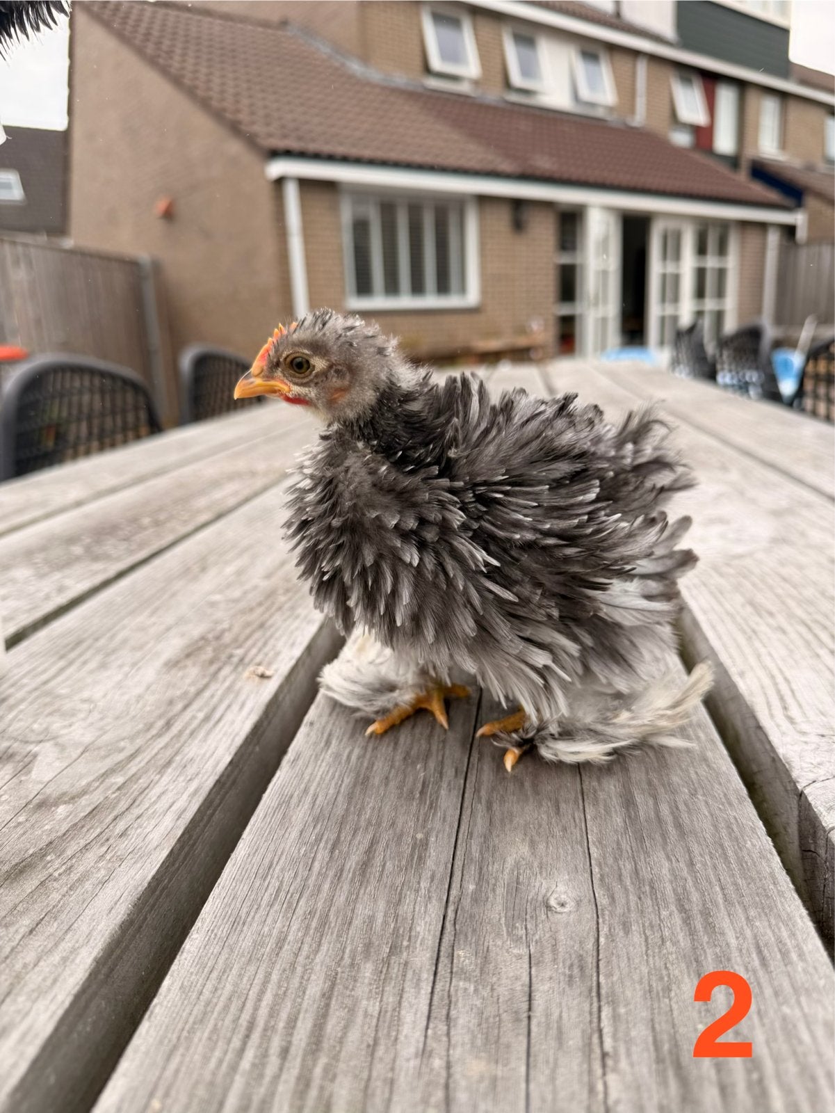 Krulveer kuikens van 18 juni 2026, Dieren en Toebehoren, Pluimvee, Mannelijk, Kip
