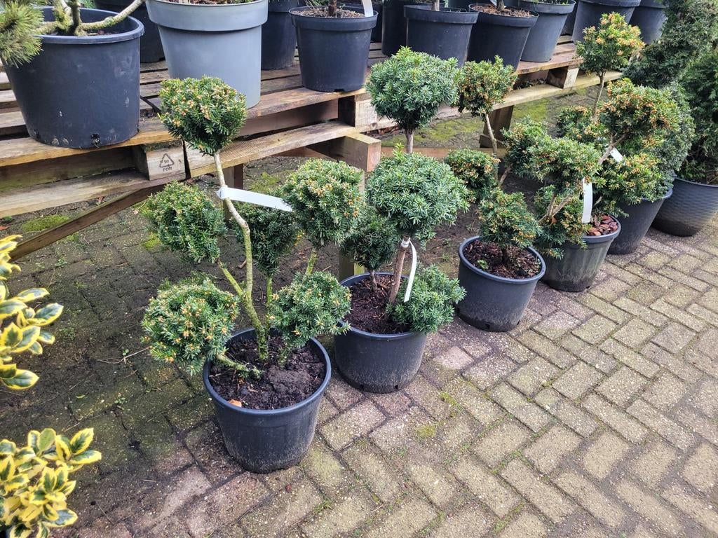 Taxus Vormsnoei - Unieke Groene Sculptuur voor uw Tuin, Vaste plant, Bloeit niet, Halfschaduw, Ophalen