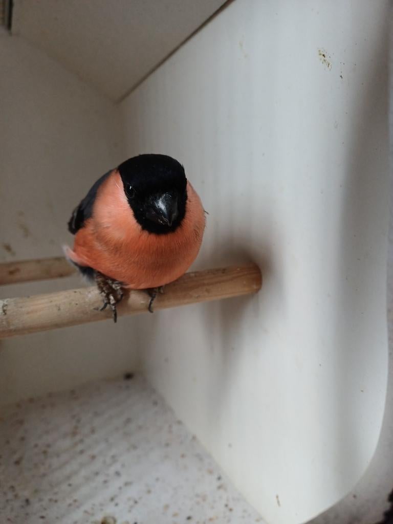 Noorse goudvink  man, Dieren en Toebehoren, Vogels | Overige Vogels, Mannelijk, Wildzangvogel