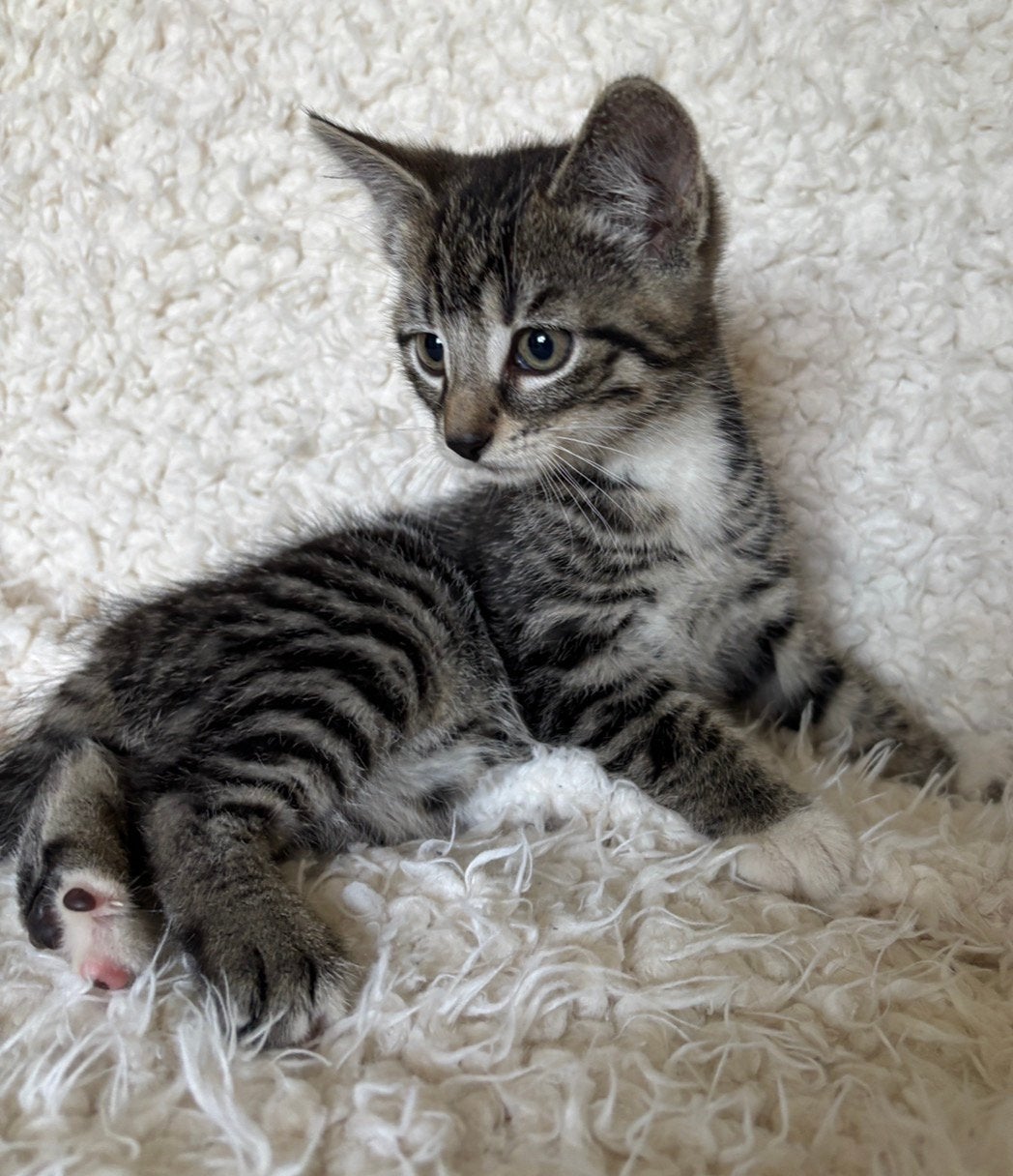 Superlieve boerderij kittens!, Meerdere dieren, Kortharig, 0 tot 2 jaar