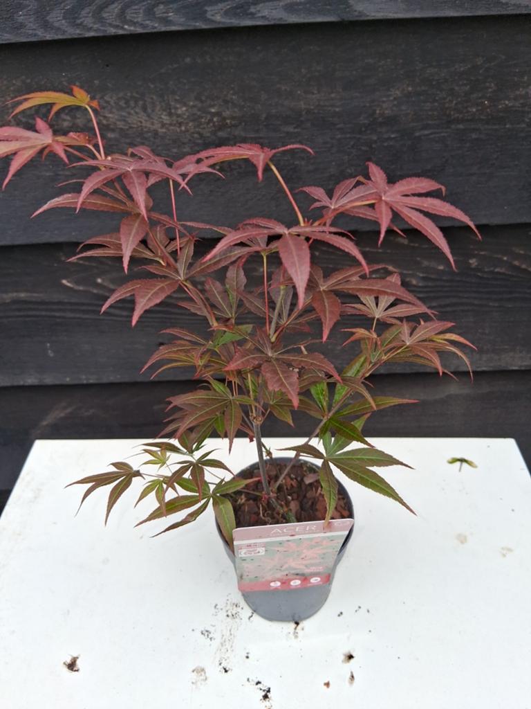 Div Japanse esdoorn, Tuin en Terras, Planten | Bomen, Ophalen, Bloeit niet, Halfschaduw, Overige soorten
