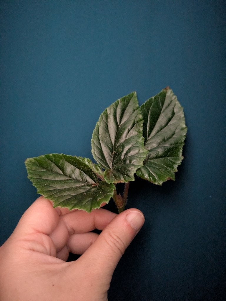 Begonia Metallica stek, Ophalen of Verzenden, Halfschaduw, Minder dan 100 cm