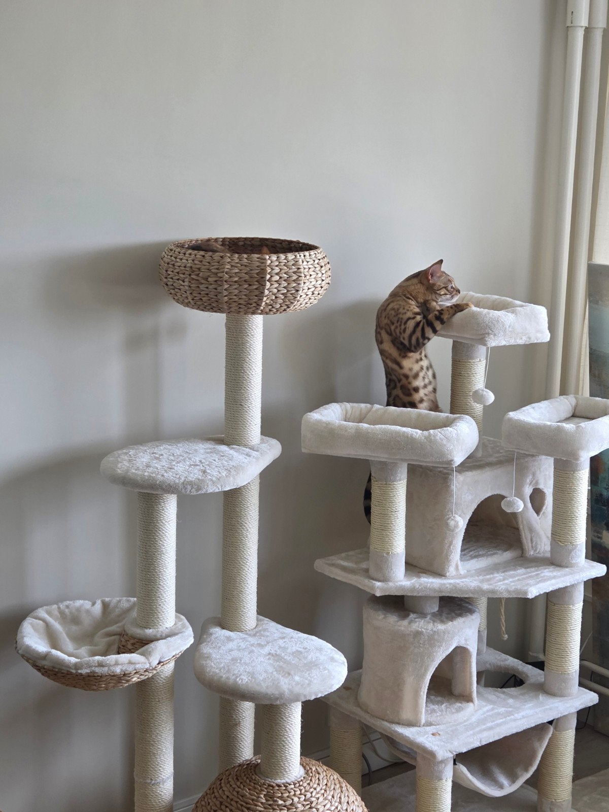 Lieve Bengaalse kater zoekt zijn gouden mandje, Kater, Gechipt, 0 tot 2 jaar
