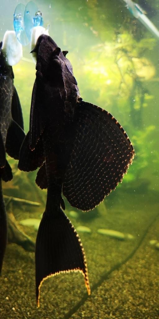 Zeilvin pleco, Dieren en Toebehoren, Vissen | Aquariumvissen, Vis