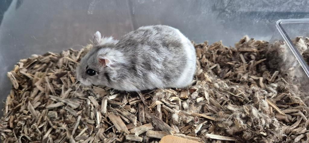 Dwerghamster, Dieren en Toebehoren, Knaagdieren, Februari, Vrouwelijk, Hamster