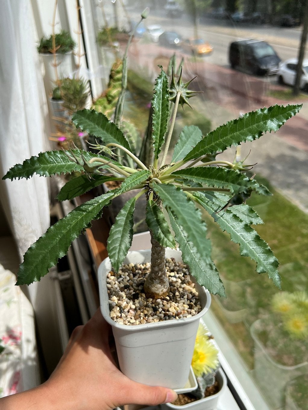 Dorstenia foetida zaden, Overige soorten, Minder dan 100 cm, Groene kamerplant, Halfschaduw