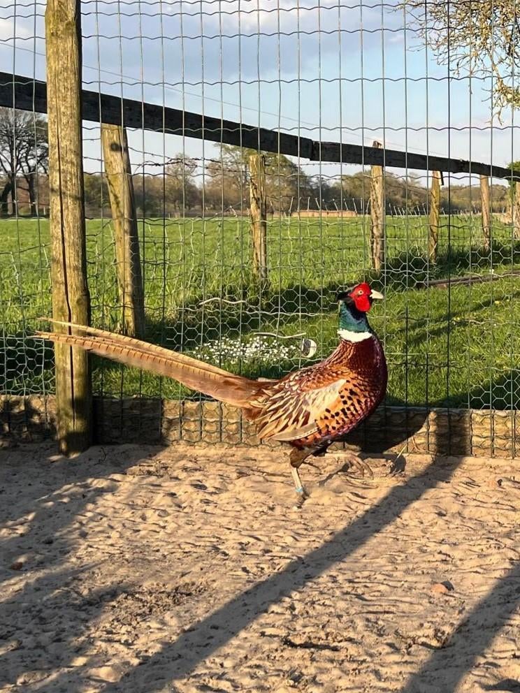 Te koop bosfazanten broedeieren, Dieren en Toebehoren, Pluimvee, Geslacht onbekend, Overige soorten