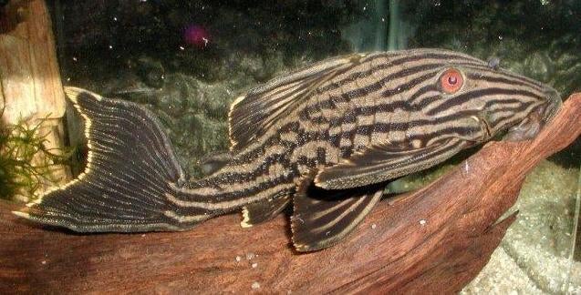 L-Nummers: L190 Panaque nigrolineatus, Dieren en Toebehoren, Vissen | Aquariumvissen, Vis, Zoetwatervis