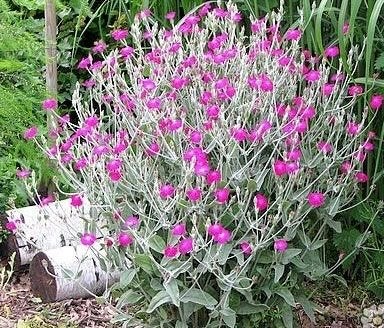 Prikneus (Lychnis coronaria) - Sterke tuinplanten, Tuin en Terras, Overige soorten, Volle zon, Vaste plant, Ophalen of Verzenden