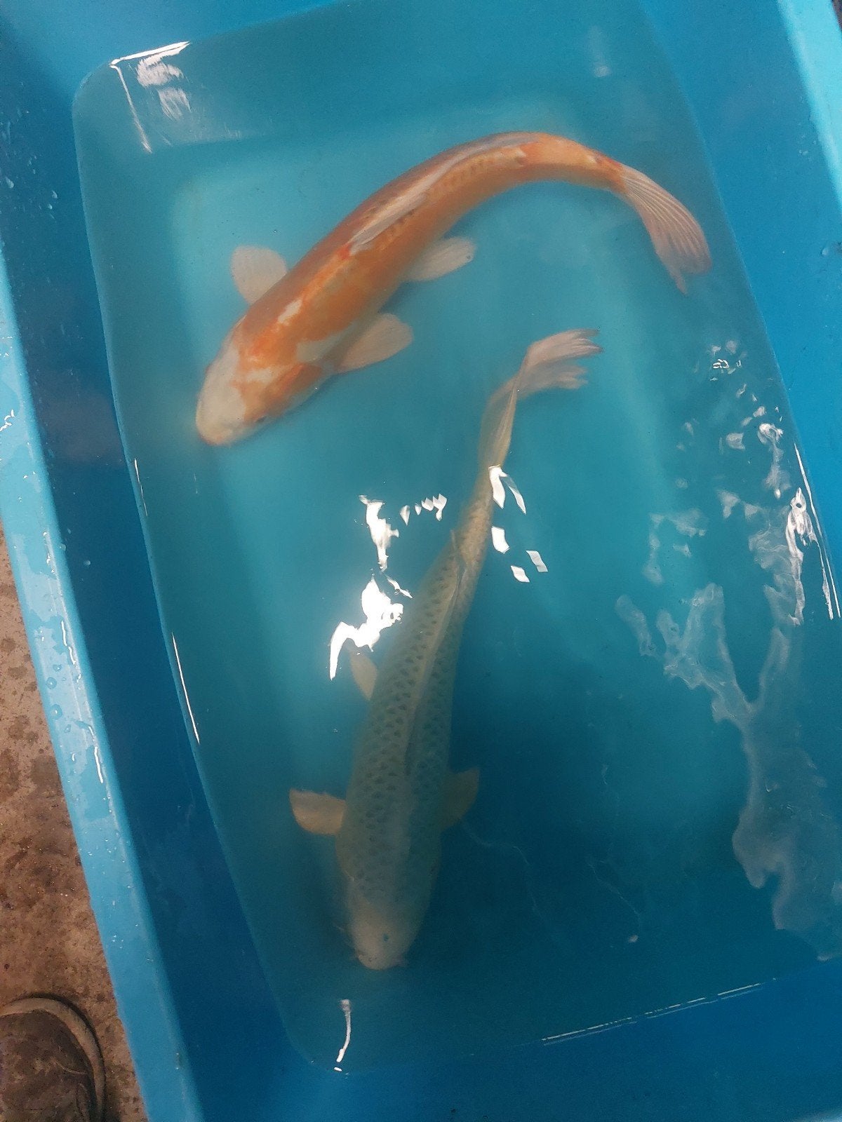 10 Japanse kois, Dieren en Toebehoren, Vissen | Vijvervissen, Karper of Koi