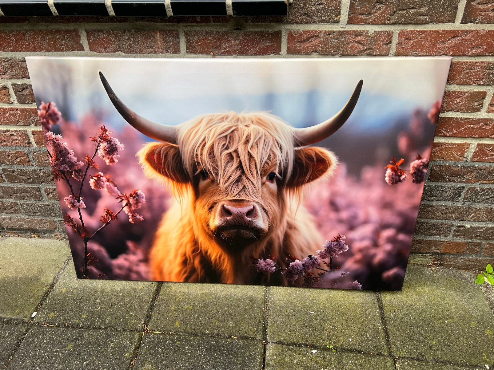 Canvas schotse hooglander / afhaal €10,-, Ophalen, Zo goed als nieuw, Schilderij, 75 cm of meer