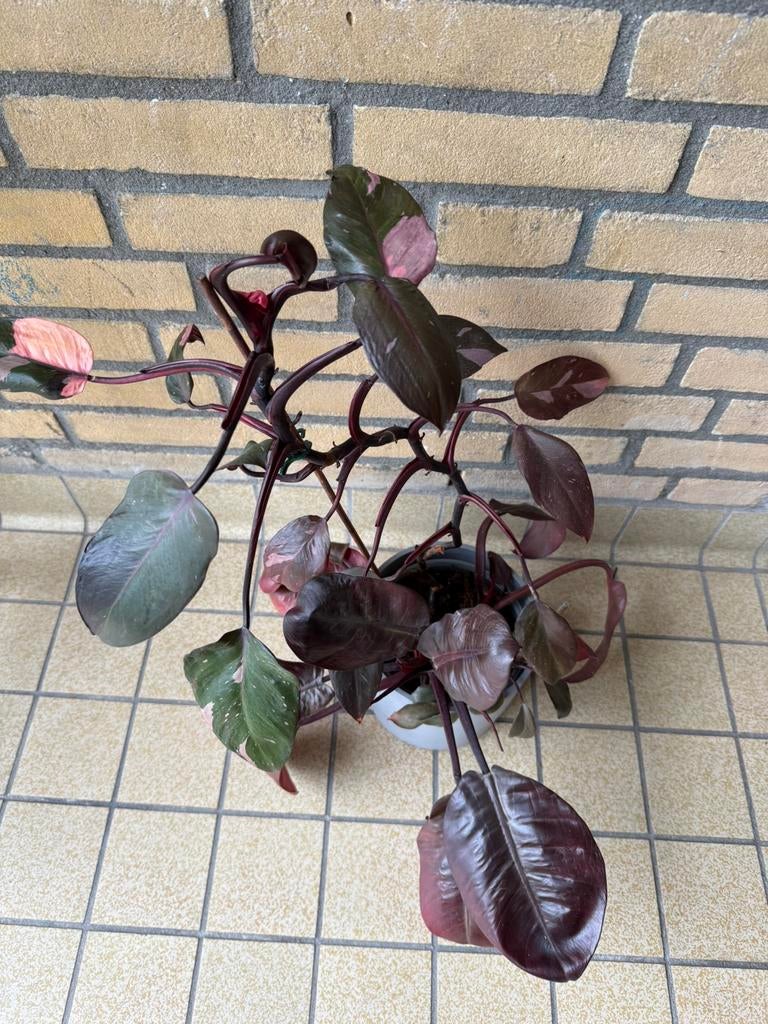 Philodendron Pink Princess, Black Cardinal, Prince of Orange, Ophalen, Halfschaduw, Minder dan 100 cm