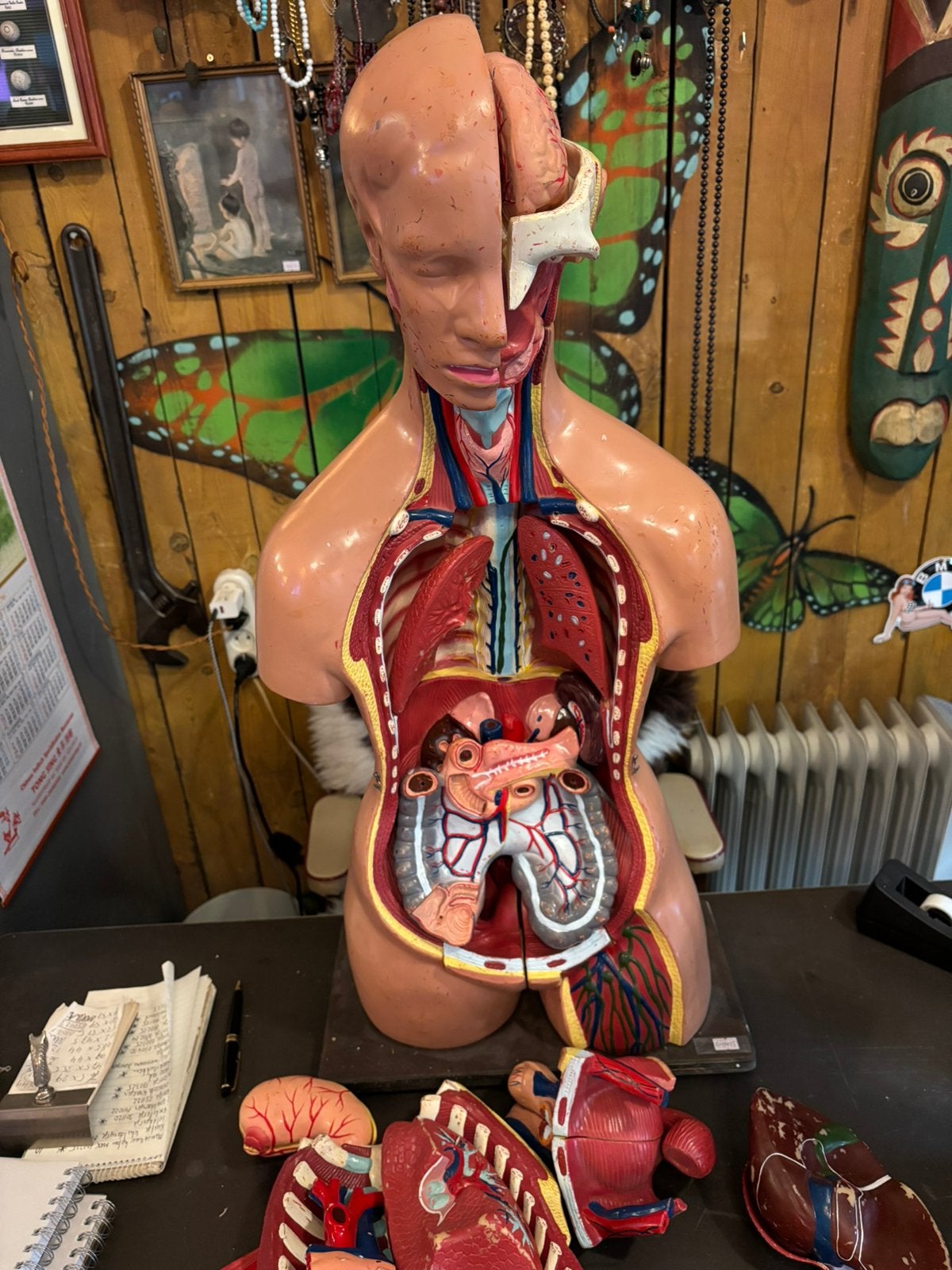 Medische torso., Ophalen of Verzenden, Zo goed als nieuw