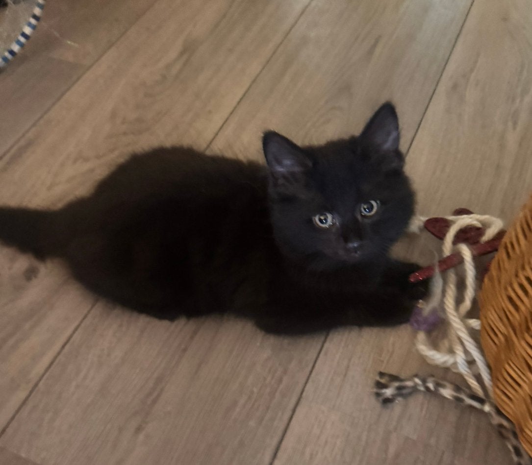 Kitten kruising maine coon, Kater, Ontwormd