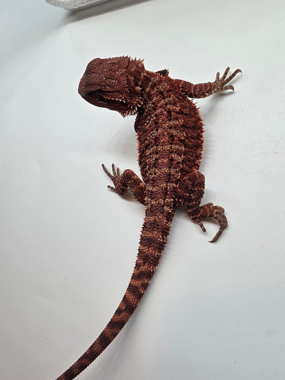 Baardagaam dark red monster het hypo man Bearded Dragon photo 3