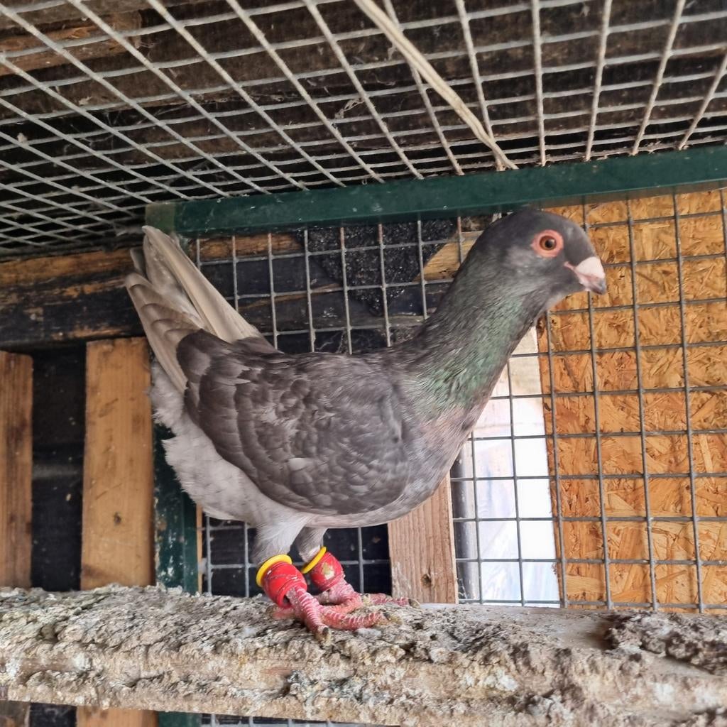 Duiven vrouw te koop, Dieren en Toebehoren, Vrouwelijk, Overige soorten