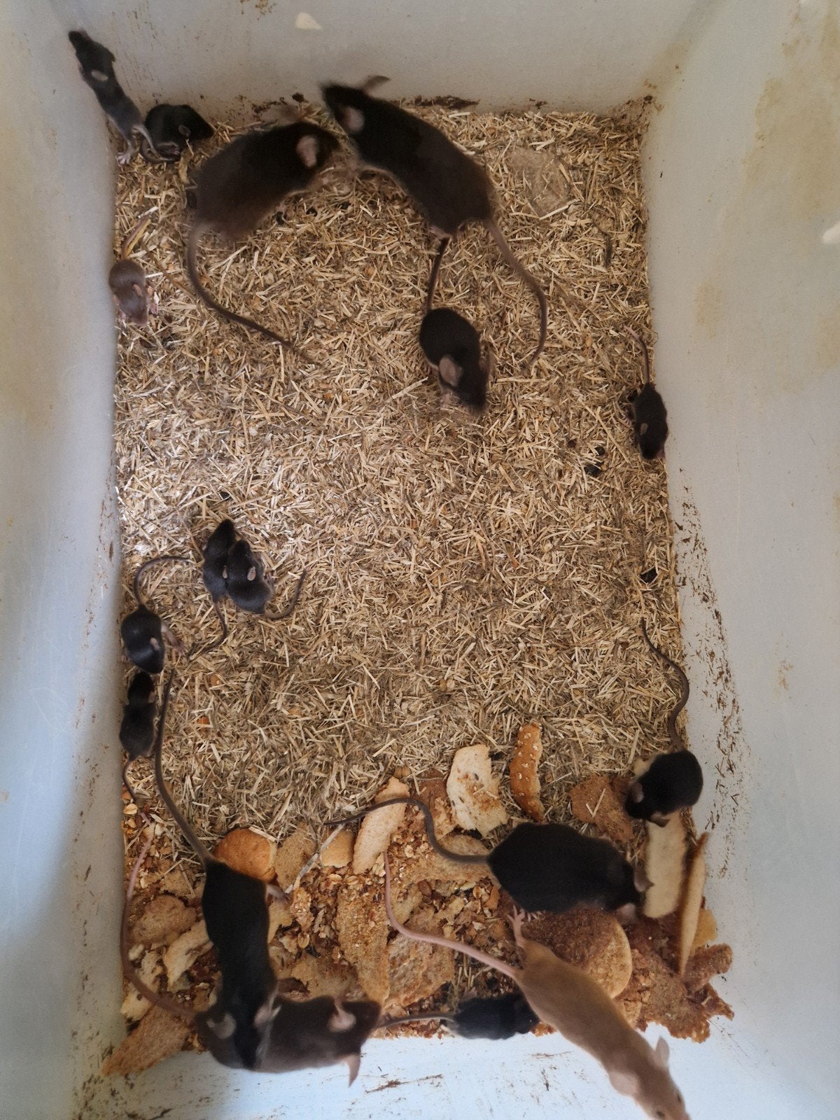 Black and Tan kleur/showmuizen te koop, Mei, Meerdere dieren, Muis