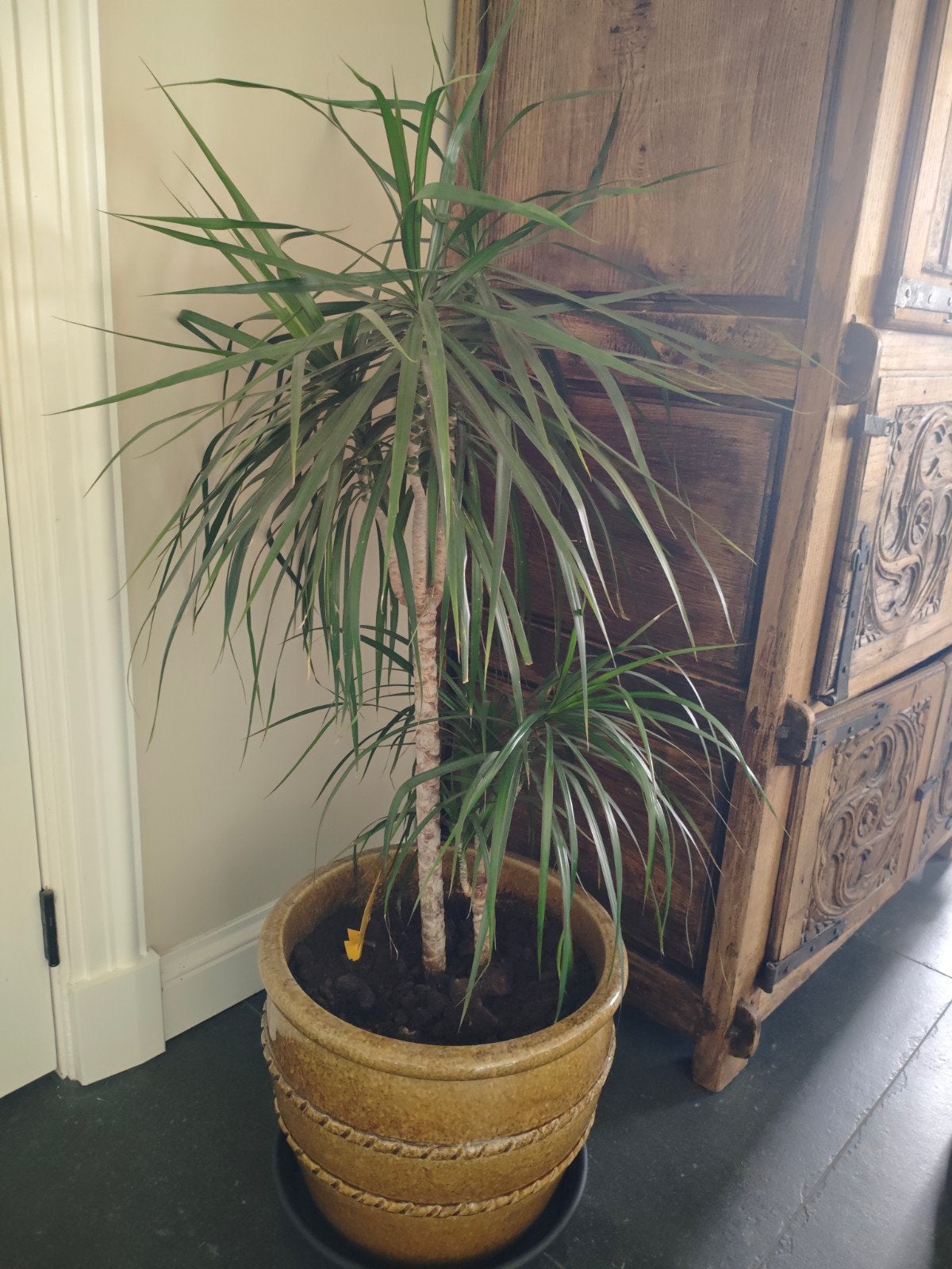Prachtige Dracena Marginata kamerplant, Ophalen, 100 tot 150 cm, Overige soorten, Halfschaduw