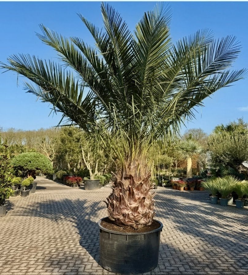 Jubaea Chilensis Zaailingen - Chileense Wijnpalm palmboom, Lente, Minder dan 100 cm, Palmboom, Ophalen
