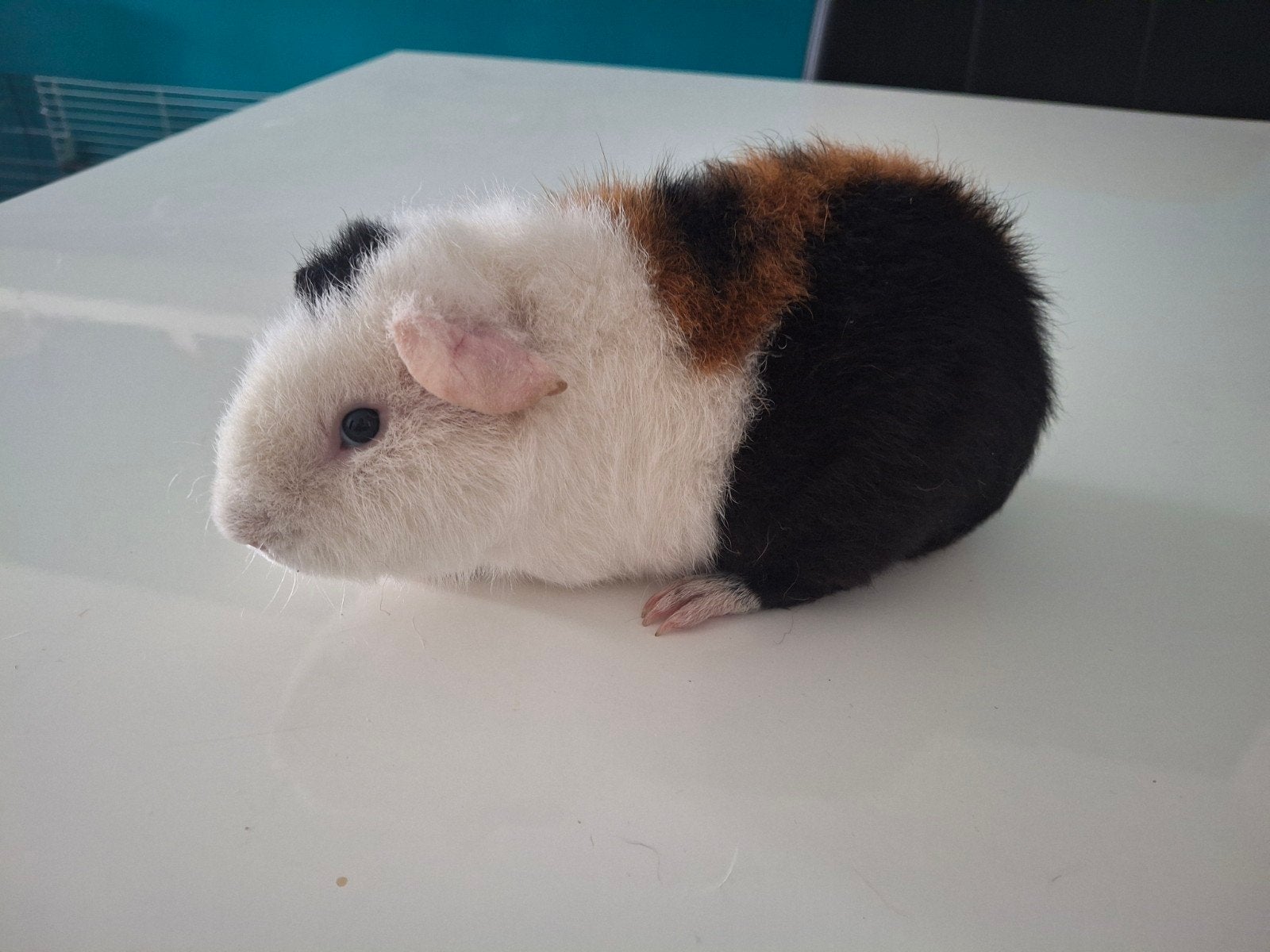 US teddy beer, Dieren en Toebehoren, Knaagdieren, Cavia, April, Mannelijk, Tam