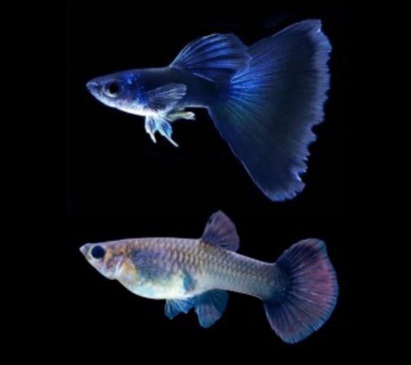 Poecilia Reticulata Blue Moscow gup man, Vis, Zoetwatervis