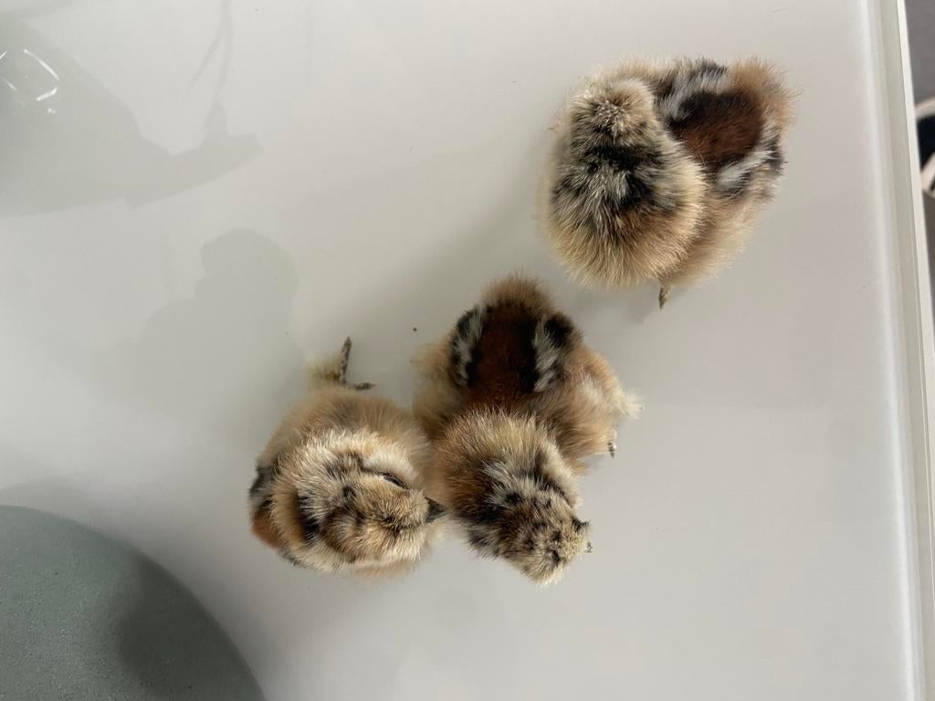 Kuikens zijdehoen, Geslacht onbekend, Kip
