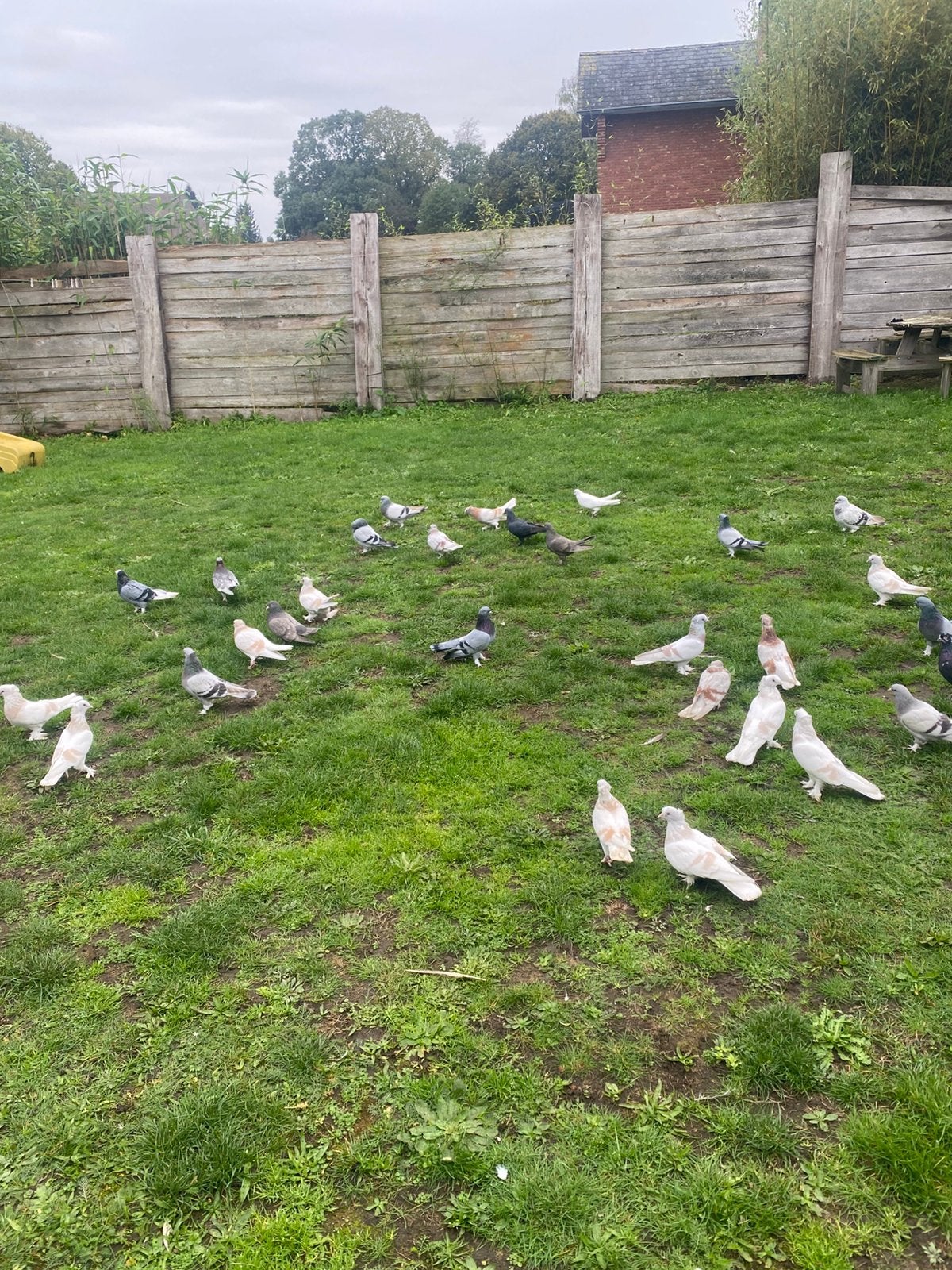 Takla alles te koop, Dieren en Toebehoren, Meerdere dieren