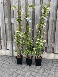Toscaanse Jasmijn , is een wintergroene klimplant, Tuin en Terras, Planten | Tuinplanten, Ophalen, Vaste plant, Halfschaduw, Klimplanten