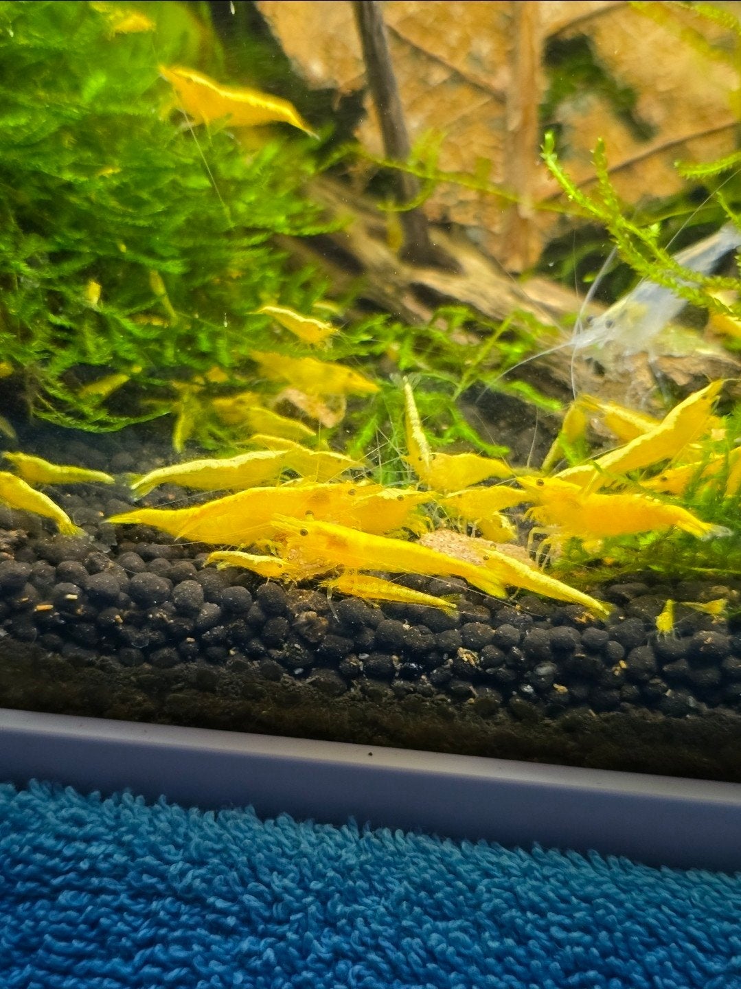 Yellow backstripe garnalen. Gele garnalen. Yellow fire, Dieren en Toebehoren, Kreeft, Krab of Garnaal