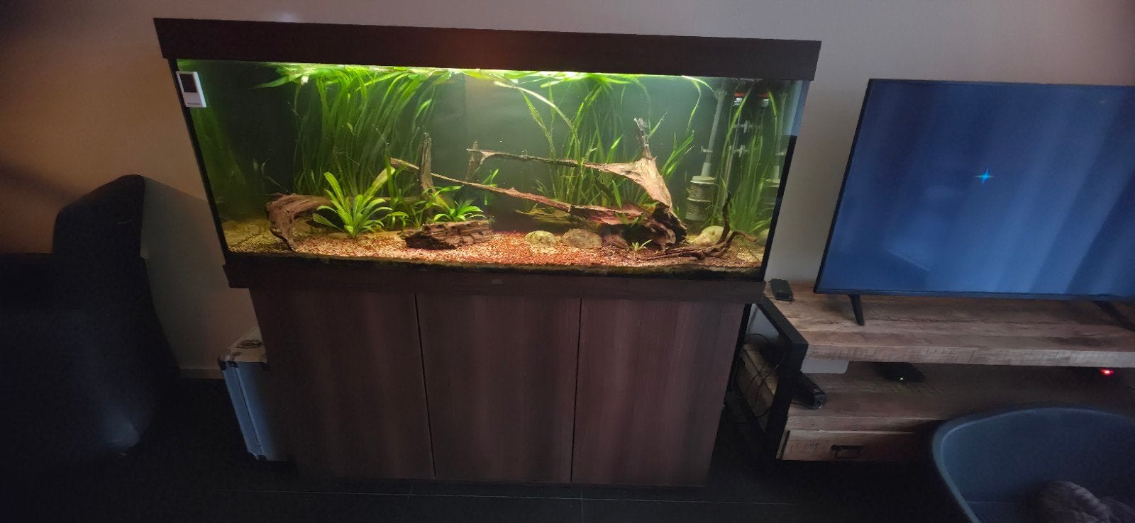 Juwel Rio 450, Dieren en Toebehoren, Ophalen, Gebruikt, Inclusief vissen, Gevuld zoetwateraquarium